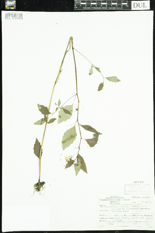 Impatiens capensis f. immaculata image