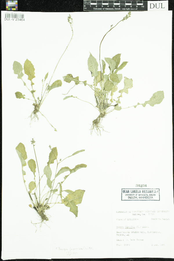 Youngia japonica image