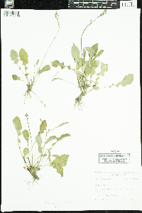 Image of Youngia japonica