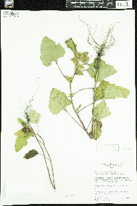 Xanthium strumarium image