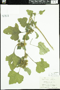 Xanthium strumarium image