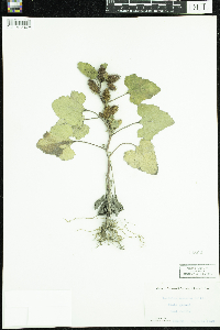 Xanthium strumarium image