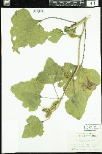 Xanthium strumarium image