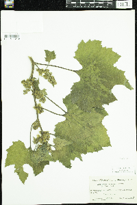 Xanthium strumarium image