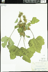 Xanthium strumarium image