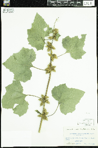 Xanthium strumarium image