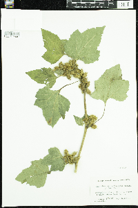 Xanthium strumarium image