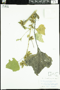 Xanthium strumarium image