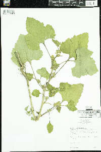 Xanthium strumarium image