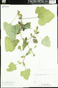 Xanthium strumarium image