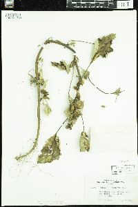 Xanthium strumarium image