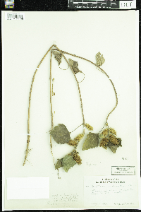 Xanthium strumarium image