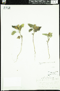 Xanthium strumarium image