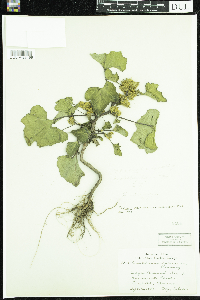 Xanthium strumarium image