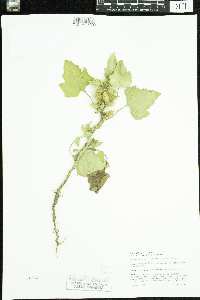 Xanthium strumarium image