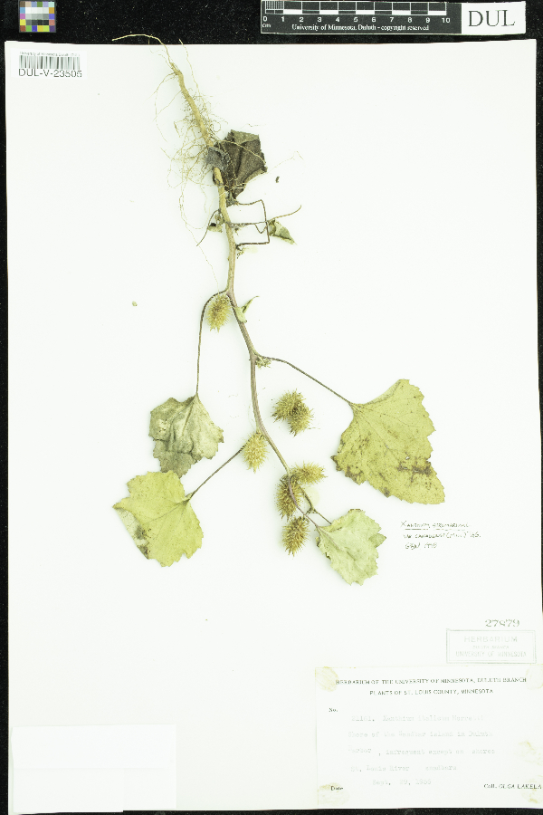 Xanthium strumarium image