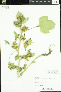 Xanthium strumarium image