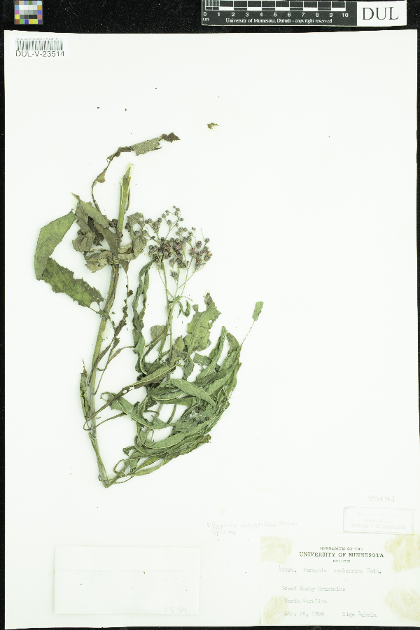 Vernonia angustifolia image