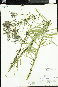 Vernonia angustifolia image