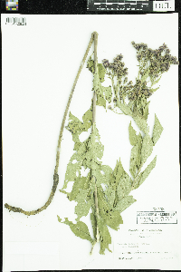 Vernonia baldwinii image