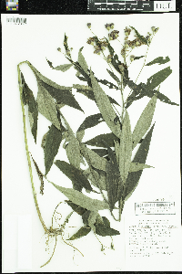 Vernonia baldwinii image