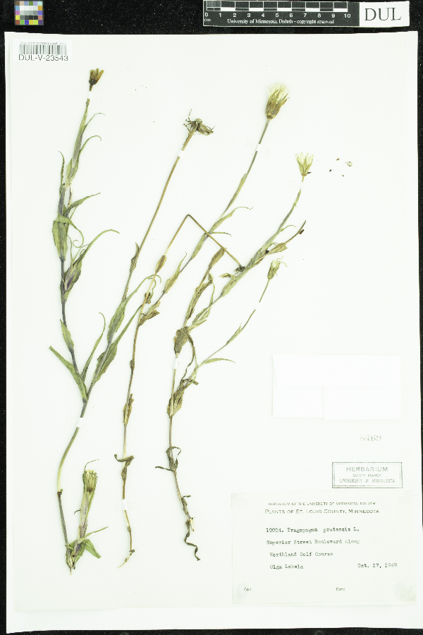 Tragopogon pratensis image