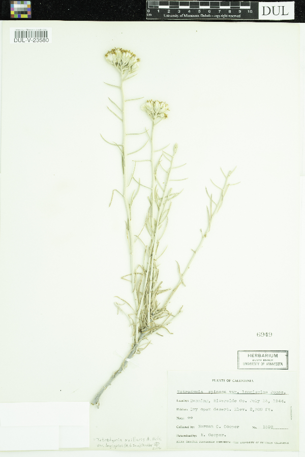 Tetradymia axillaris var. longispina image