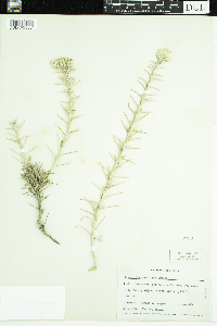 Image of Tetradymia stenolepis