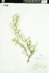 Tetradymia spinosa image