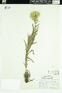 Tephroseris palustris image