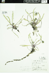 Taraxacum ceratophorum image