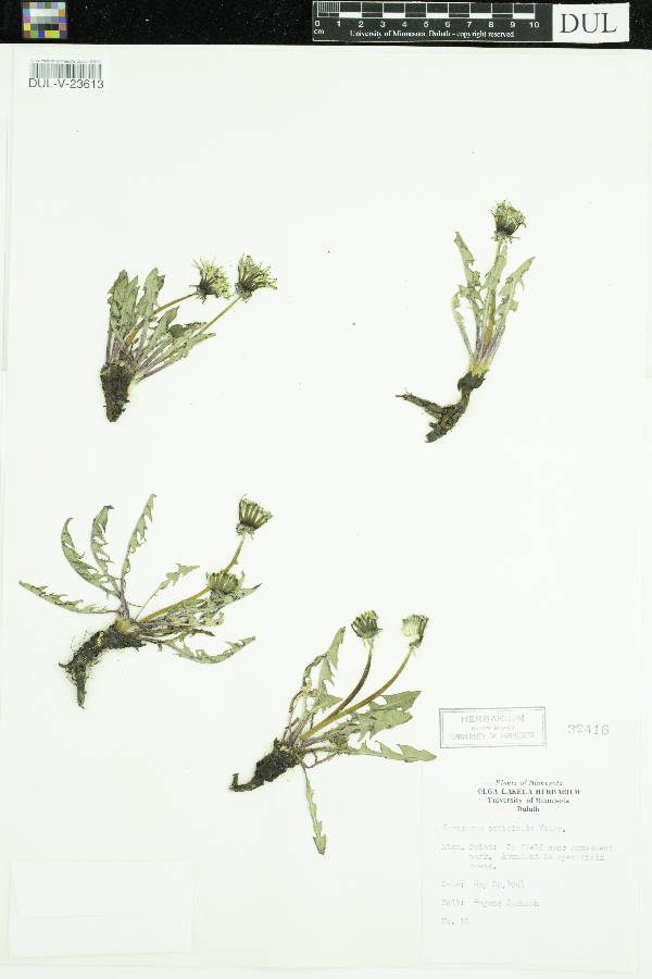 Taraxacum officinale image