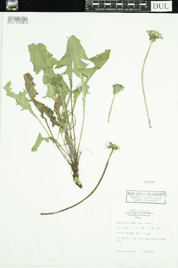 Taraxacum officinale image