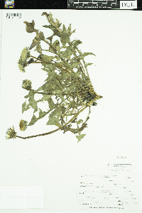 Taraxacum officinale image