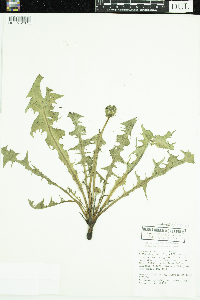 Taraxacum officinale image