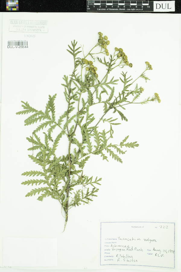 Tanacetum image