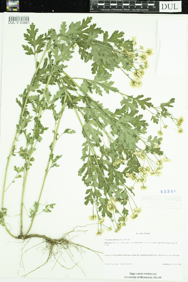 Tanacetum parthenium image