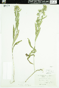 Symphyotrichum ascendens image