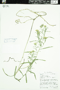 Image of Symphyotrichum robynsianum