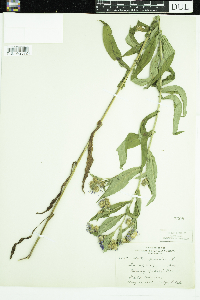 Symphyotrichum puniceum image