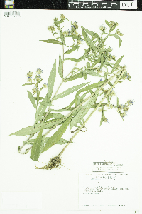 Symphyotrichum puniceum image