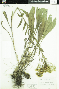 Solidago ohioensis image