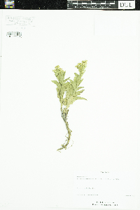 Solidago sempervirens image