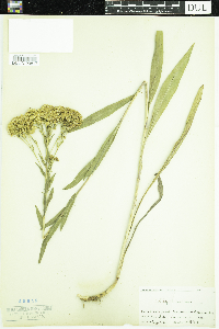 Solidago ohioensis image