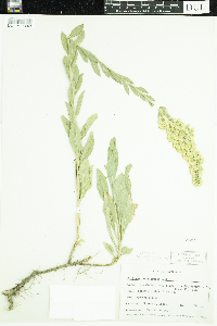 Solidago velutina subsp. californica image