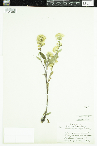 Solidago virgaurea image