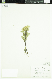 Solidago virgaurea image