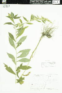 Solidago caesia image