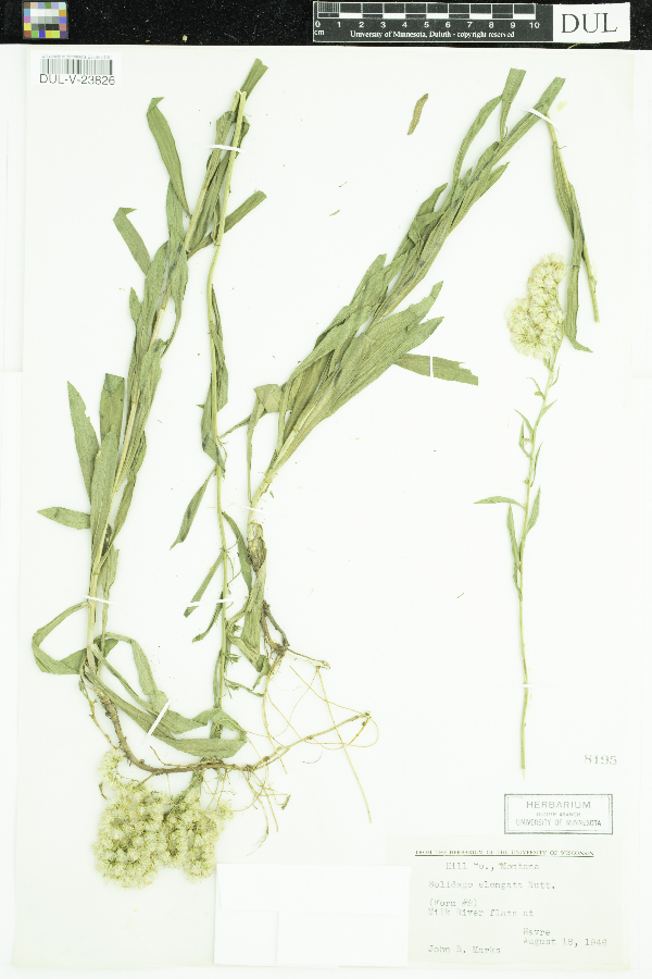 Solidago elongata image