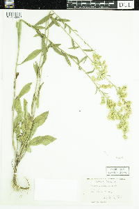 Solidago elongata image